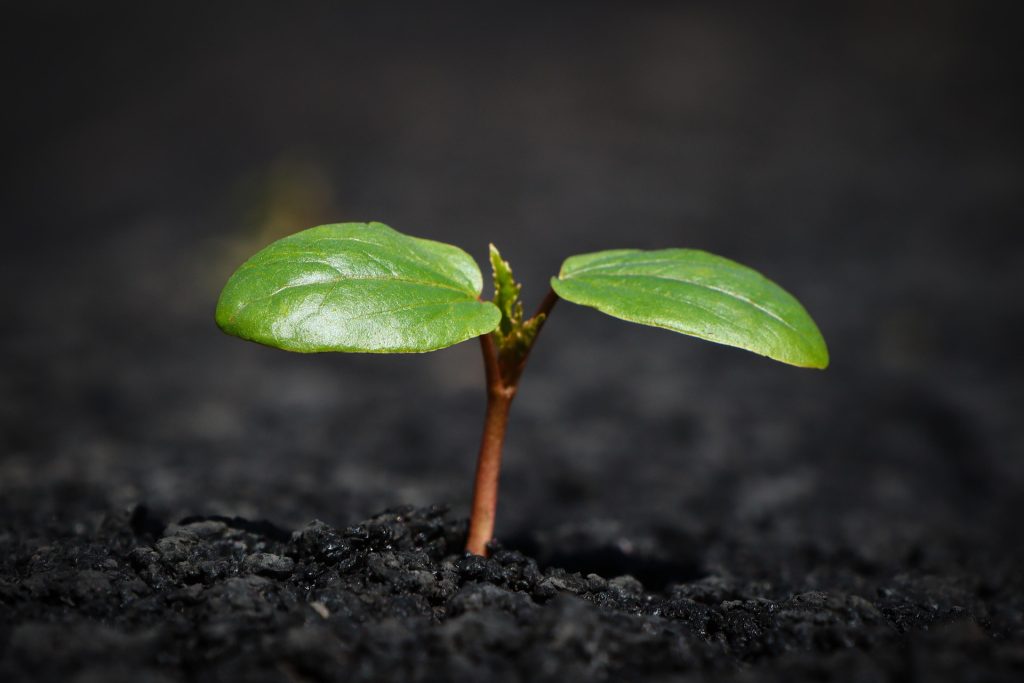 plant 8338691 1920
